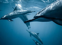 开云体育升级：重新定义体育科技的体验